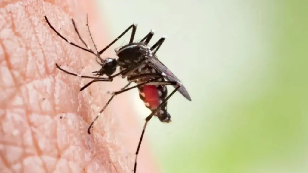 Dengue: 3 more die, 829 hospitalized in 24hrs