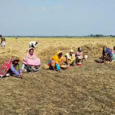 No-till garlic cultivation gaining popularity in Chatmohar